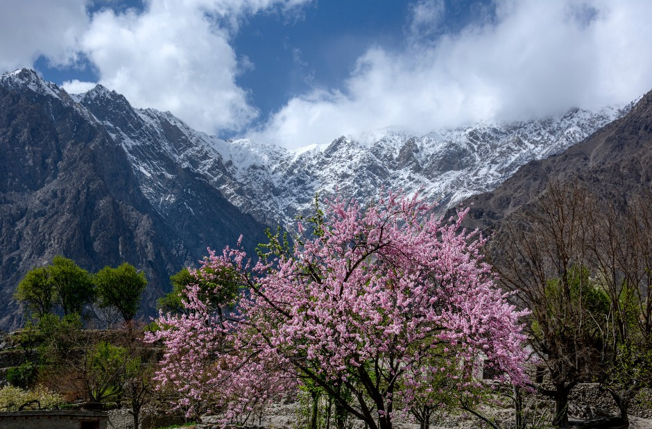 Himalaya apricot oil